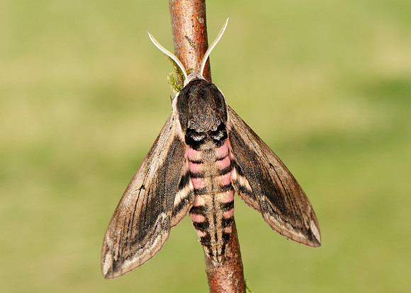 69.006 BF1976 Privet Hawk-moth Sphinx ligustri