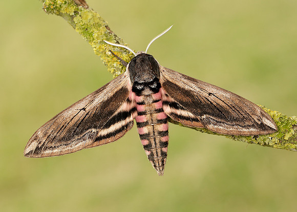69.006 BF1976 Privet Hawk-moth Sphinx ligustri