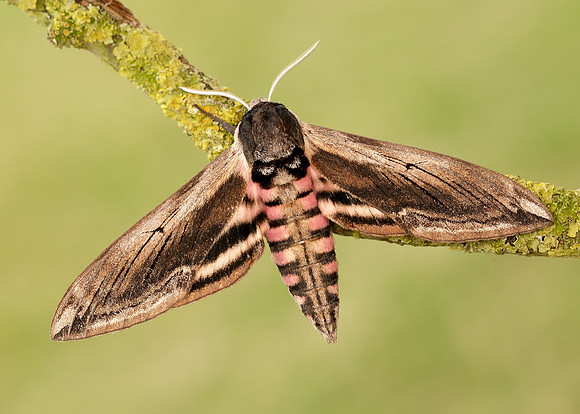69.006 BF1976 Privet Hawk-moth Sphinx ligustri