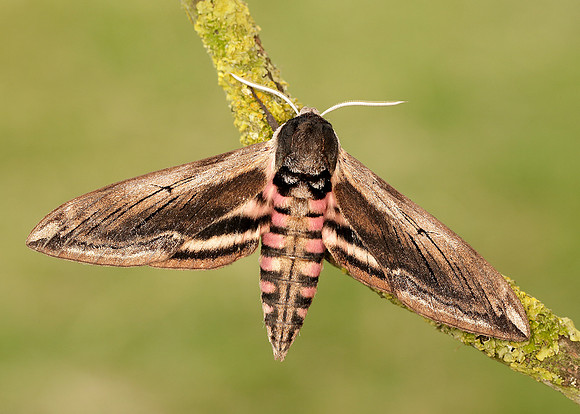 69.006 BF1976 Privet Hawk-moth Sphinx ligustri