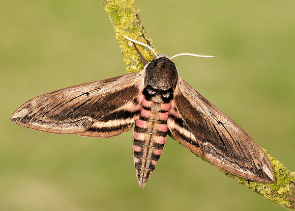 69.006 BF1976 Privet Hawk-moth Sphinx ligustri