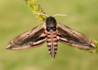 69.006 BF1976 Privet Hawk-moth Sphinx ligustri