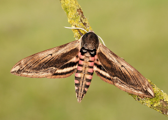 69.006 BF1976 Privet Hawk-moth Sphinx ligustri