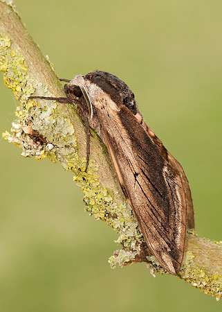 69.006 BF1976 Privet Hawk-moth Sphinx ligustri
