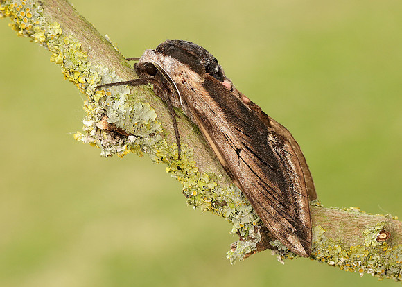 69.006 BF1976 Privet Hawk-moth Sphinx ligustri