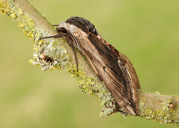 69.006 BF1976 Privet Hawk-moth Sphinx ligustri