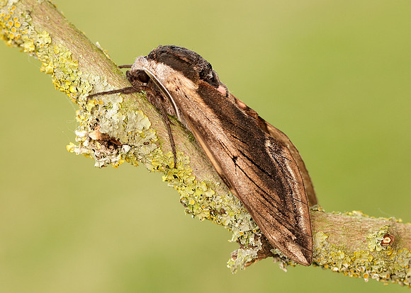 69.006 BF1976 Privet Hawk-moth Sphinx ligustri