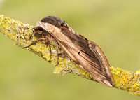 69.006 BF1976 Privet Hawk-moth Sphinx ligustri