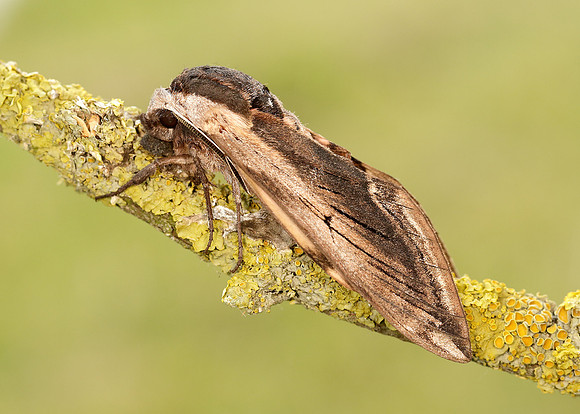 69.006 BF1976 Privet Hawk-moth Sphinx ligustri