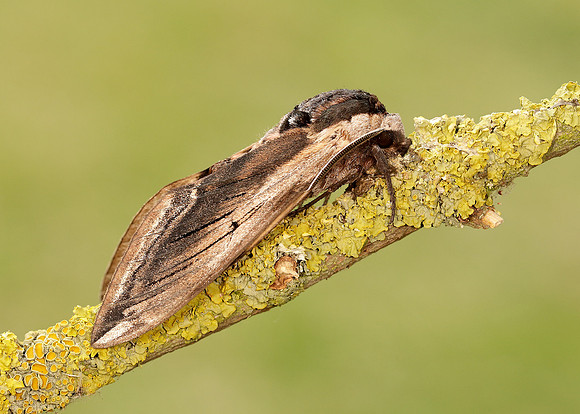 69.006 BF1976 Privet Hawk-moth Sphinx ligustri