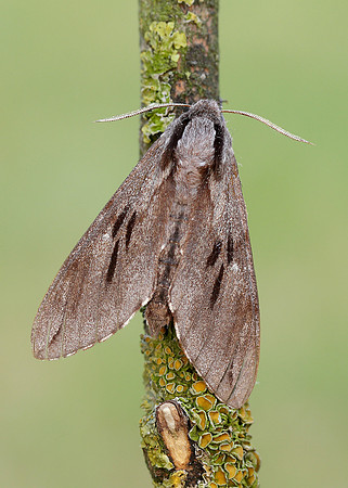 69.007 BF1978 Pine Hawk-moth Sphinx pinastri