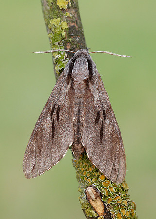 69.007 BF1978 Pine Hawk-moth Sphinx pinastri