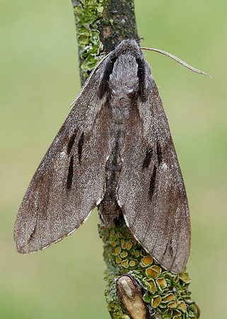 69.007 BF1978 Pine Hawk-moth Sphinx pinastri