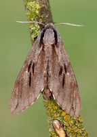 69.007 BF1978 Pine Hawk-moth Sphinx pinastri