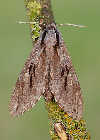 69.007 BF1978 Pine Hawk-moth Sphinx pinastri