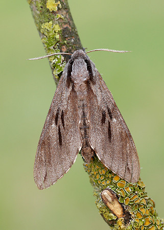 69.007 BF1978 Pine Hawk-moth Sphinx pinastri