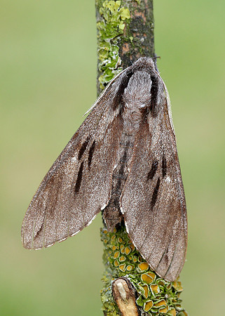 69.007 BF1978 Pine Hawk-moth Sphinx pinastri