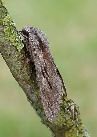 69.007 BF1978 Pine Hawk-moth Sphinx pinastri