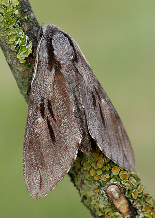 69.007 BF1978 Pine Hawk-moth Sphinx pinastri