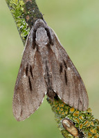 69.007 BF1978 Pine Hawk-moth Sphinx pinastri