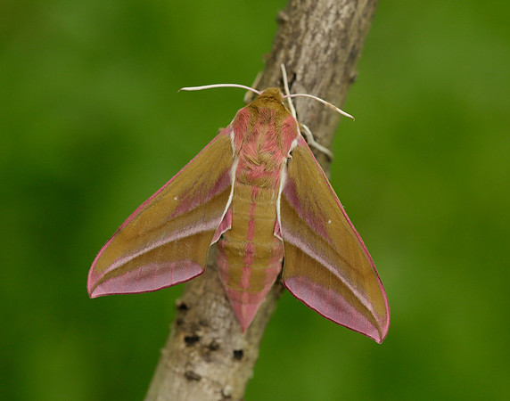 69.016 BF1991 Elephant Hawk-moth Deilephila elpenor