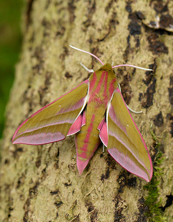 69.016 BF1991 Elephant Hawk-moth Deilephila elpenor