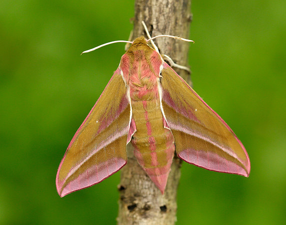 69.016 BF1991 Elephant Hawk-moth Deilephila elpenor