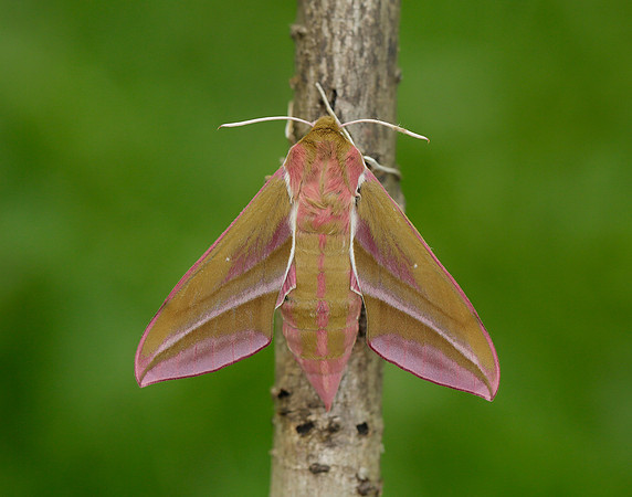69.016 BF1991 Elephant Hawk-moth Deilephila elpenor