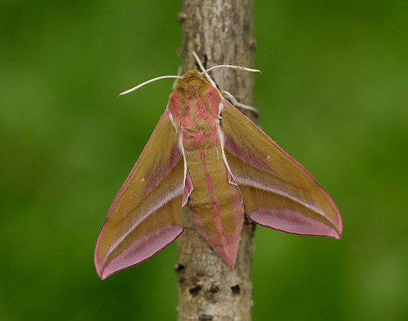 69.016 BF1991 Elephant Hawk-moth Deilephila elpenor
