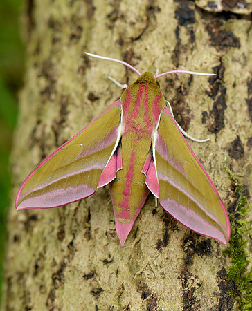 69.016 BF1991 Elephant Hawk-moth Deilephila elpenor
