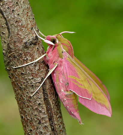 69.016 BF1991 Elephant Hawk-moth Deilephila elpenor