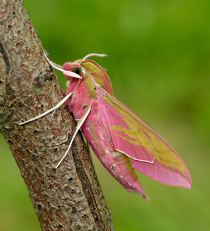 69.016 BF1991 Elephant Hawk-moth Deilephila elpenor