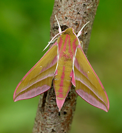 69.016 BF1991 Elephant Hawk-moth Deilephila elpenor
