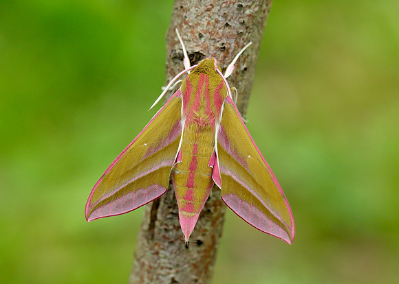 69.016 BF1991 Elephant Hawk-moth Deilephila elpenor