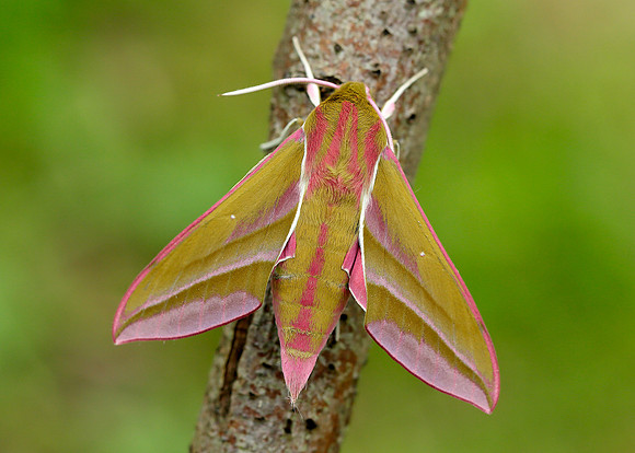 69.016 BF1991 Elephant Hawk-moth Deilephila elpenor