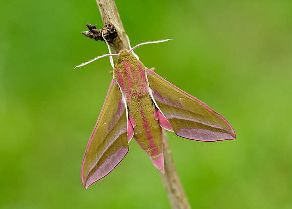 69.016 BF1991 Elephant Hawk-moth Deilephila elpenor