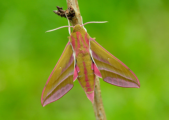 69.016 BF1991 Elephant Hawk-moth Deilephila elpenor