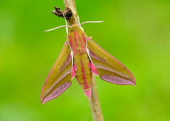 69.016 BF1991 Elephant Hawk-moth Deilephila elpenor
