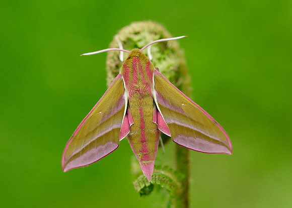 69.016 BF1991 Elephant Hawk-moth Deilephila elpenor