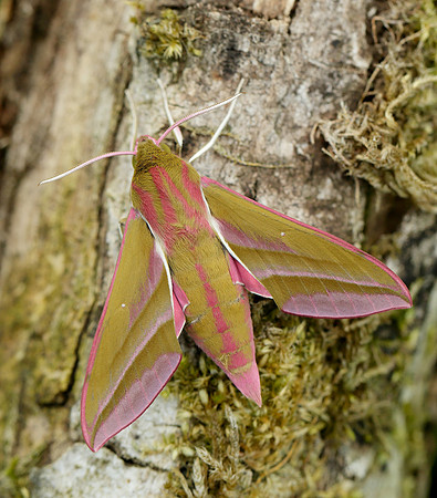 69.016 BF1991 Elephant Hawk-moth Deilephila elpenor
