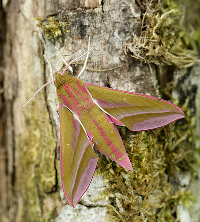 69.016 BF1991 Elephant Hawk-moth Deilephila elpenor