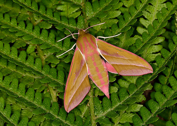 69.016 BF1991 Elephant Hawk-moth Deilephila elpenor