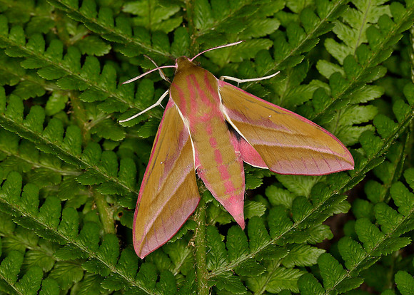 69.016 BF1991 Elephant Hawk-moth Deilephila elpenor