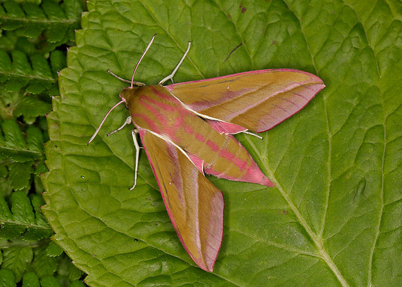 69.016 BF1991 Elephant Hawk-moth Deilephila elpenor