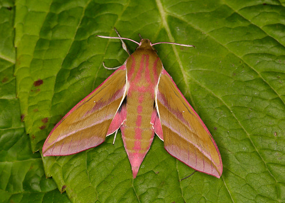 69.016 BF1991 Elephant Hawk-moth Deilephila elpenor