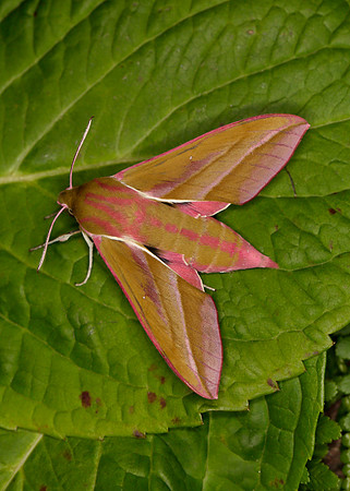 69.016 BF1991 Elephant Hawk-moth Deilephila elpenor