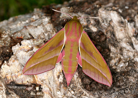 69.016 BF1991 Elephant Hawk-moth Deilephila elpenor