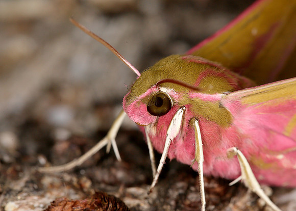 69.016 BF1991 Elephant Hawk-moth Deilephila elpenor