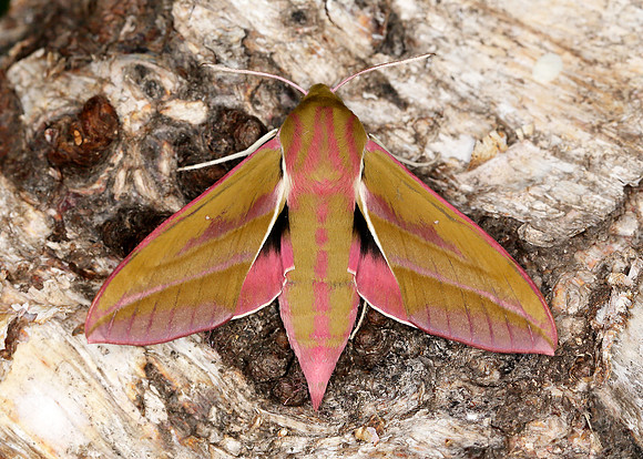 69.016 BF1991 Elephant Hawk-moth Deilephila elpenor