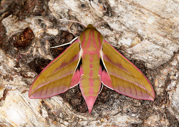 69.016 BF1991 Elephant Hawk-moth Deilephila elpenor